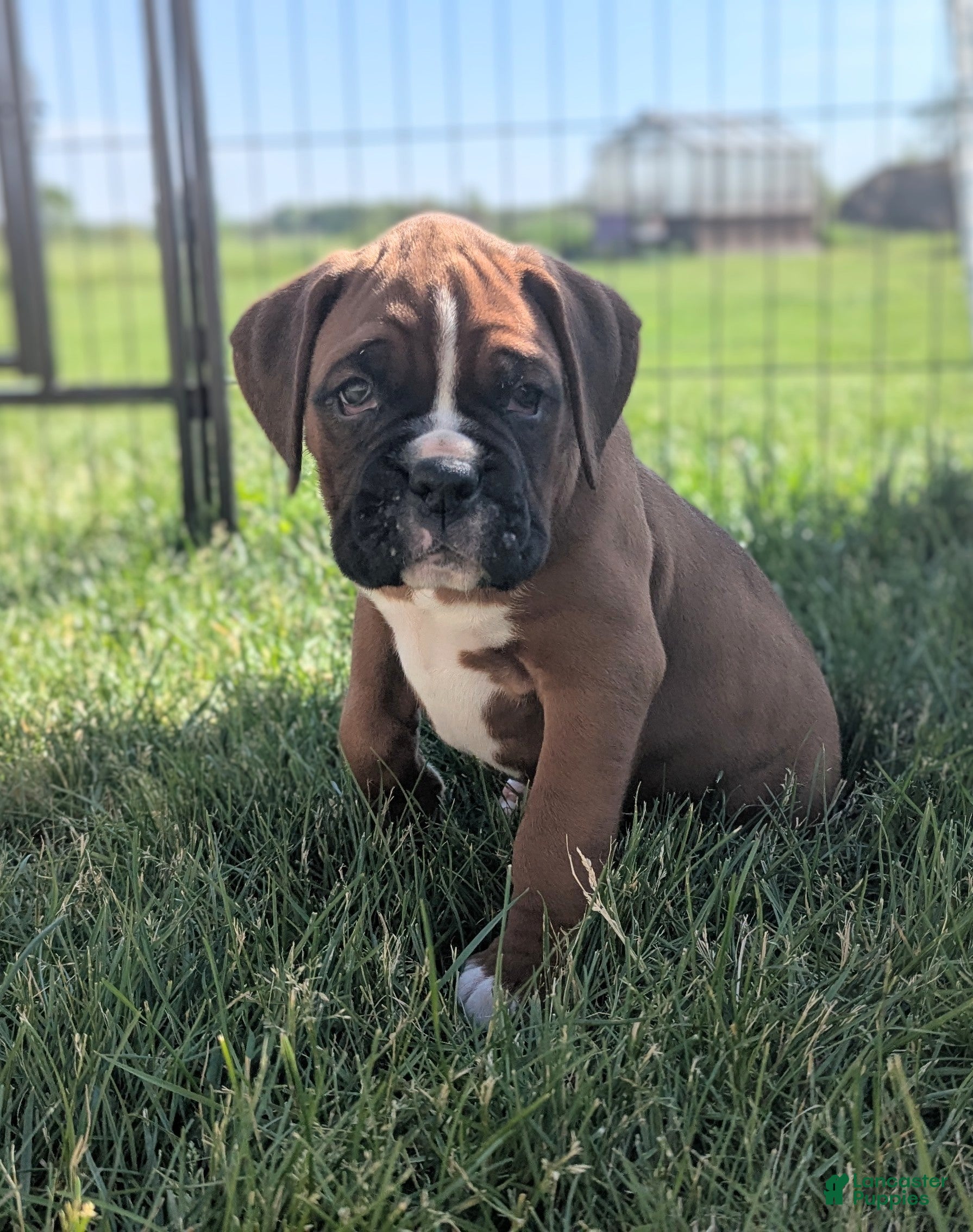 Boxer dogs Wrangler  - Ad 2
