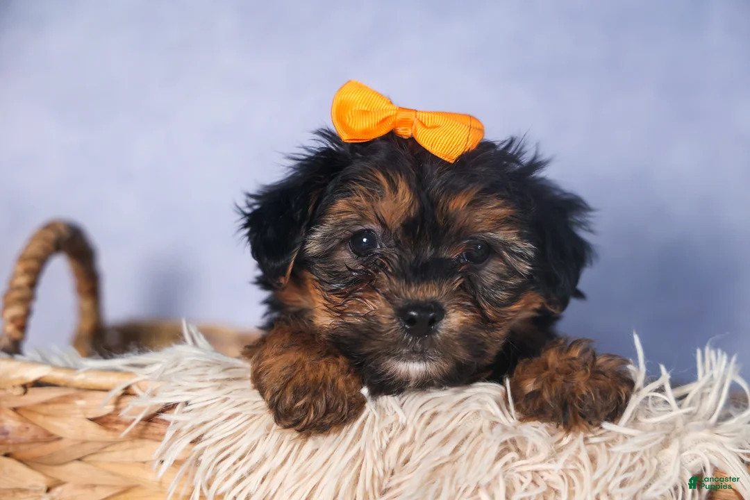 Yorkiepoo dogs for sale: JACK - Ad 15