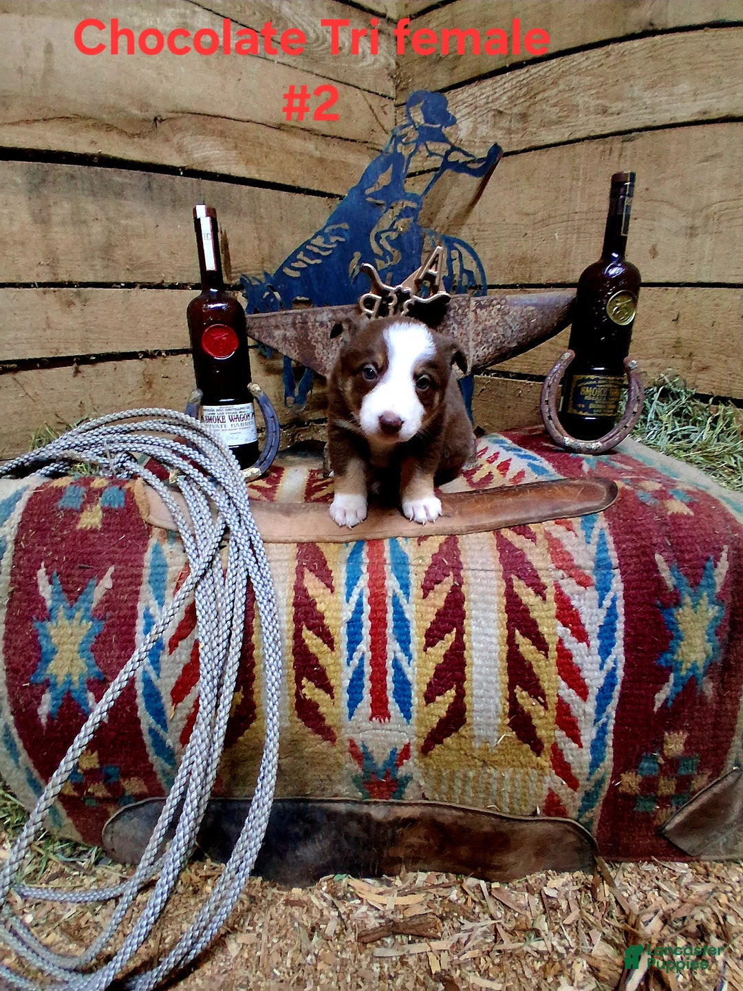 Border Collie dogs for sale: Border Collie Puppy 6 - Ad 4