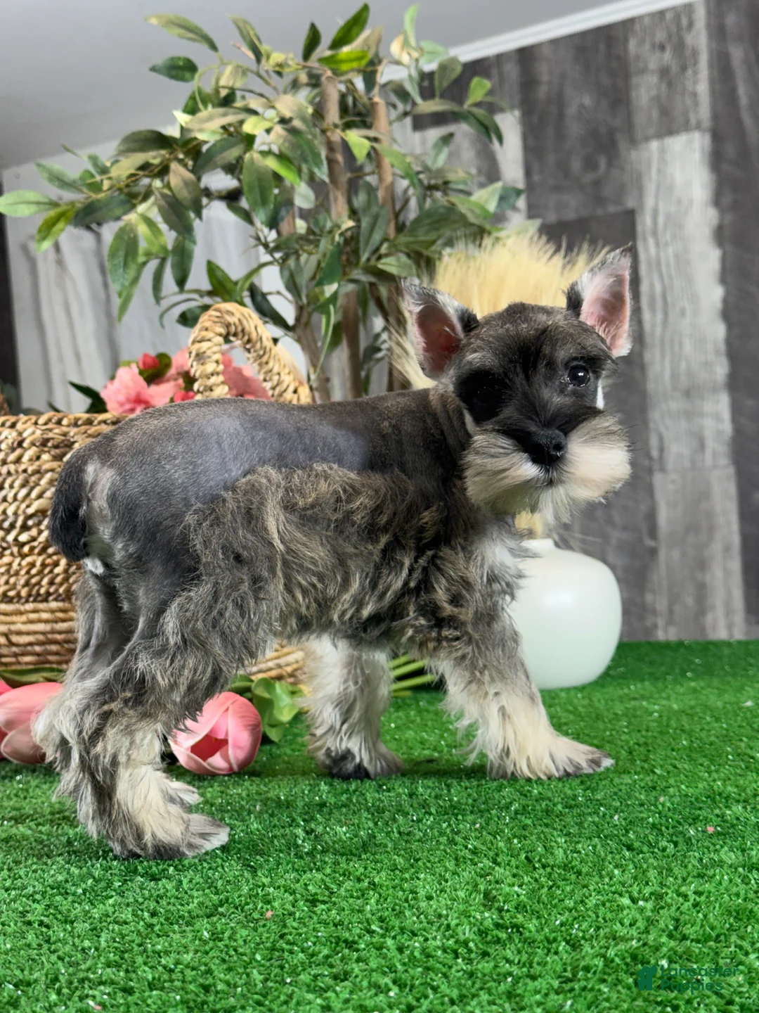 Miniature Schnauzer dogs for sale: Molly - Ad 5