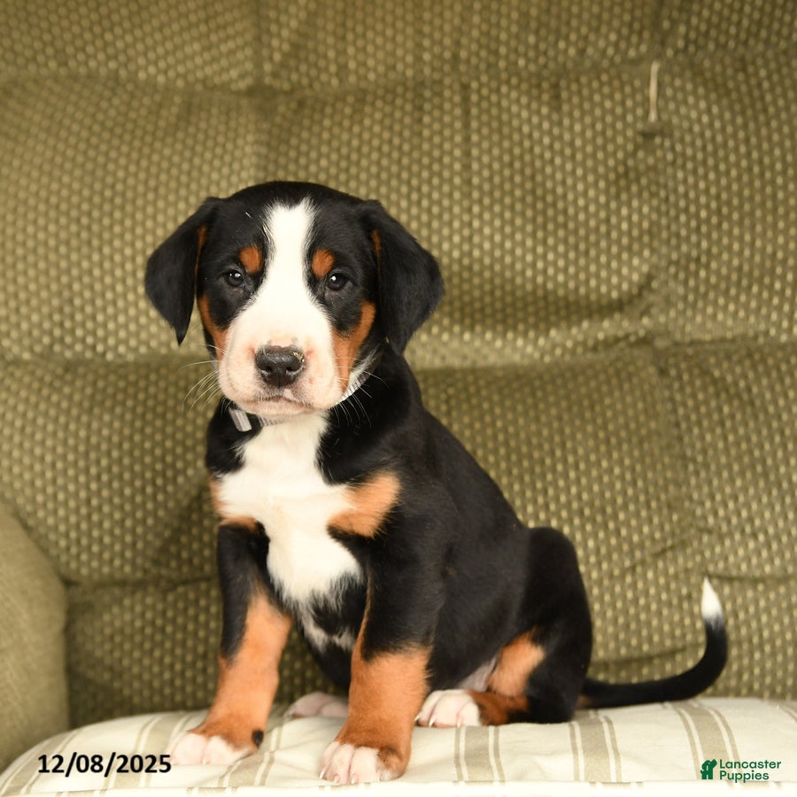 Greater Swiss Mountain Dog dogs Ruby - Ad 3