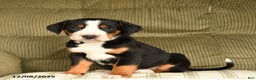 Greater Swiss Mountain Dog dogs for sale: Ruby - Ad 1