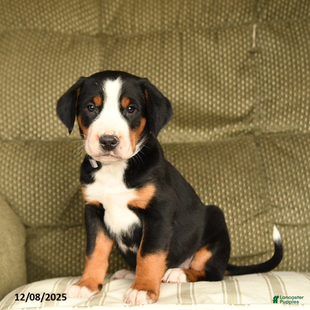 Greater Swiss Mountain Dog dogs for sale: Ruby - Ad 1