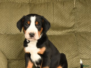 Greater Swiss Mountain Dog dogs Ruby - Ad 9