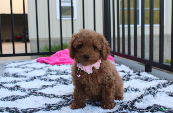 Miniature Poodle dogs Sierra  - Ad 1