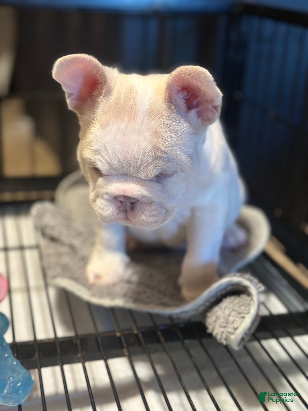 French Bulldog dogs for sale: French Bulldog Puppy 1 - Ad 3