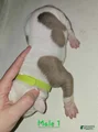 American Bulldog Puppy 4