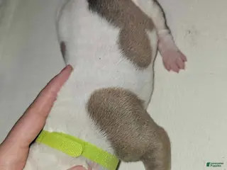 American Bulldog dogs American Bulldog Puppy 4 - Ad 11