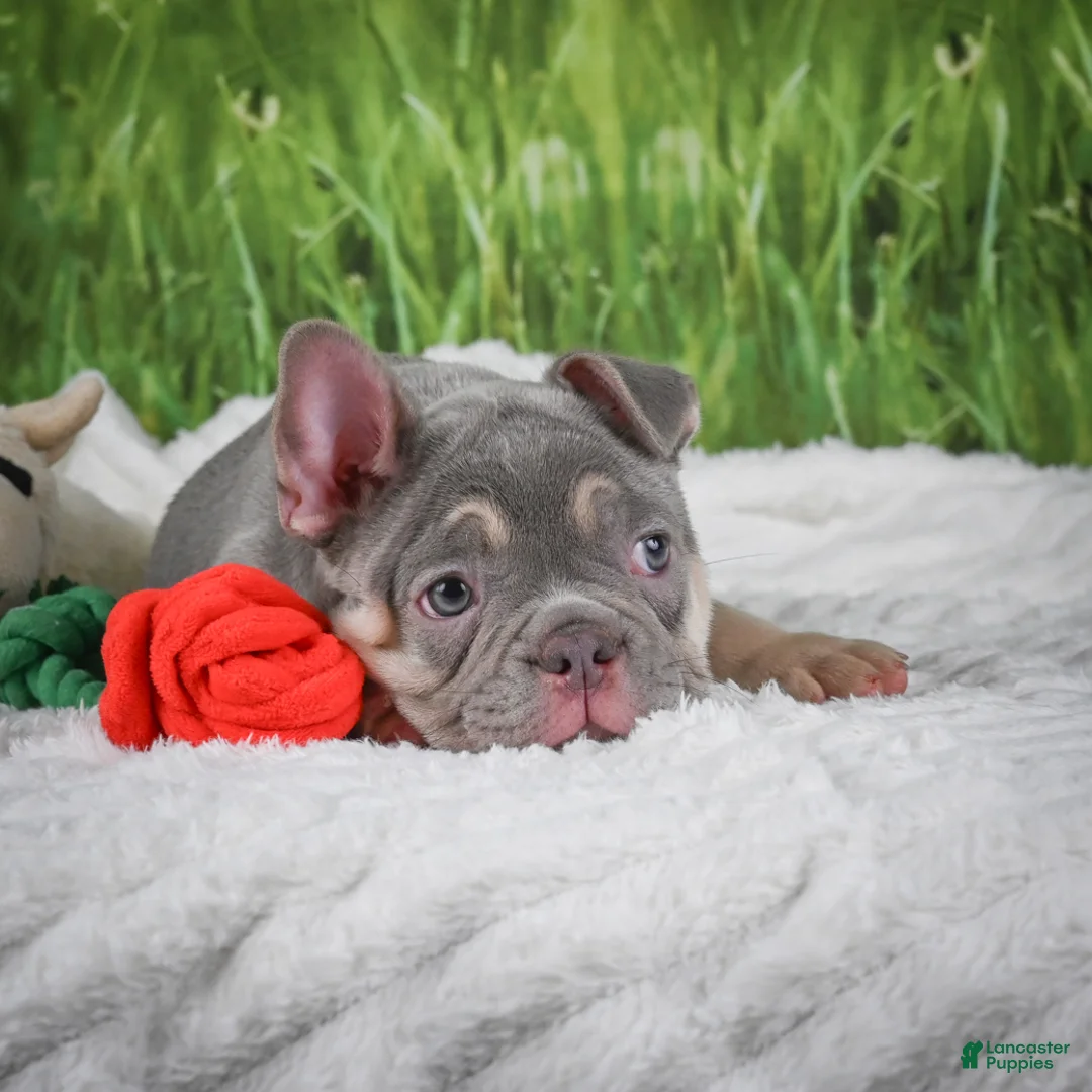 French Bulldog dogs for sale: Luke - Ad 2
