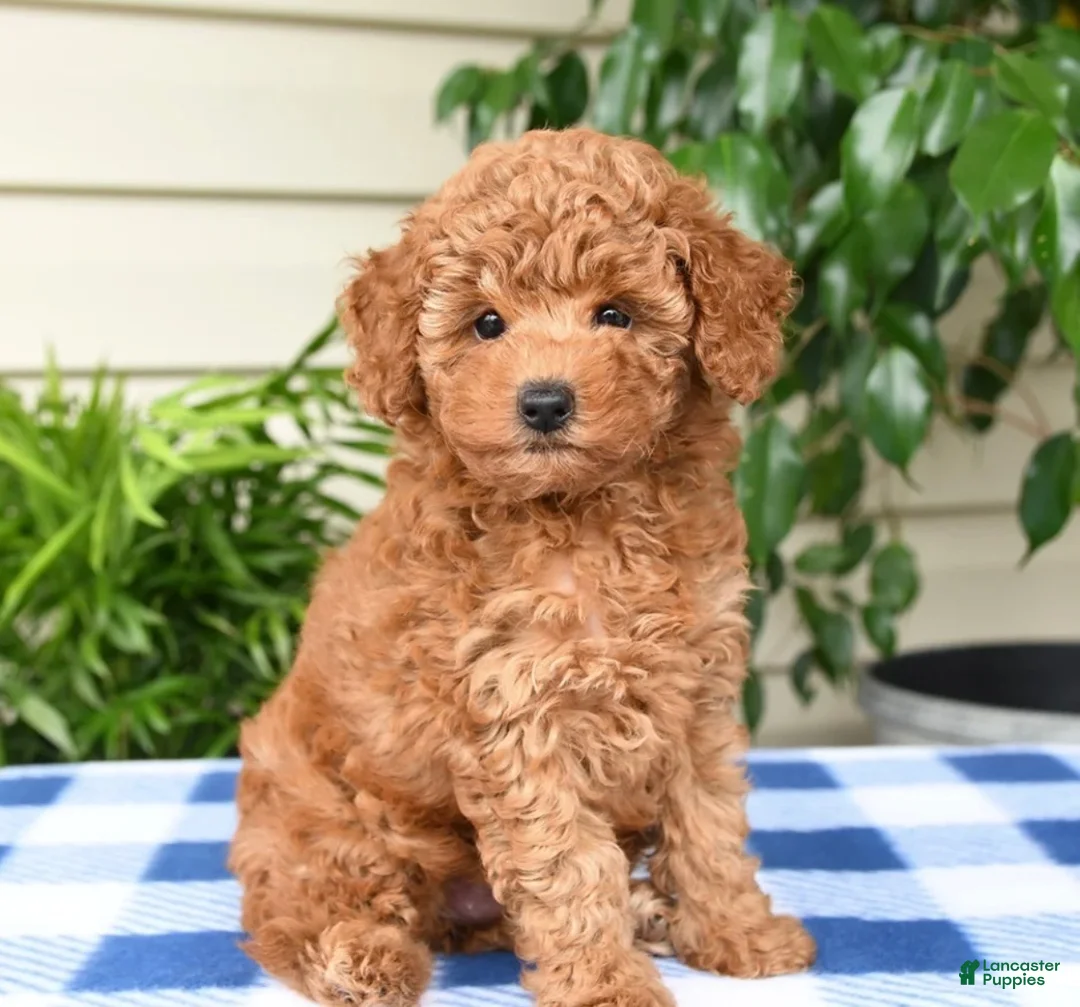 Toy Poodle dogs for sale: Tammy - Ad 1