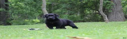 Labrador Retriever dogs for sale: Clark - Ad 6