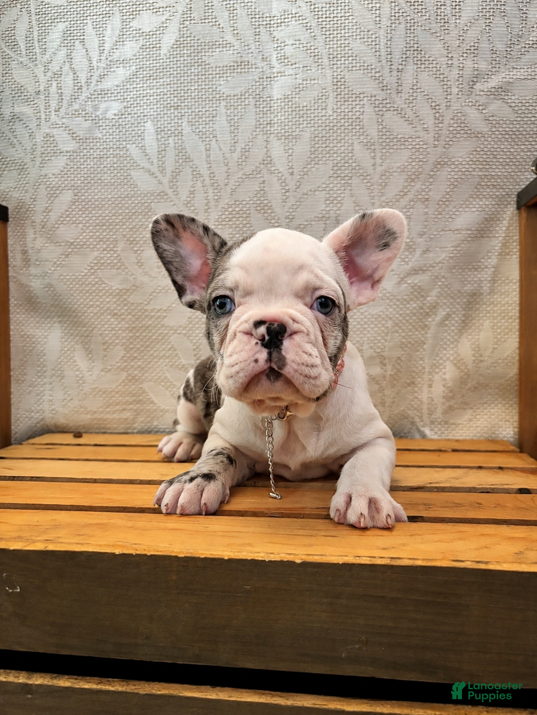 French Bulldog dogs Charlotte "Char"  - Ad 1