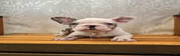 French Bulldog dogs for sale: Charlotte "Char"  - Ad 2