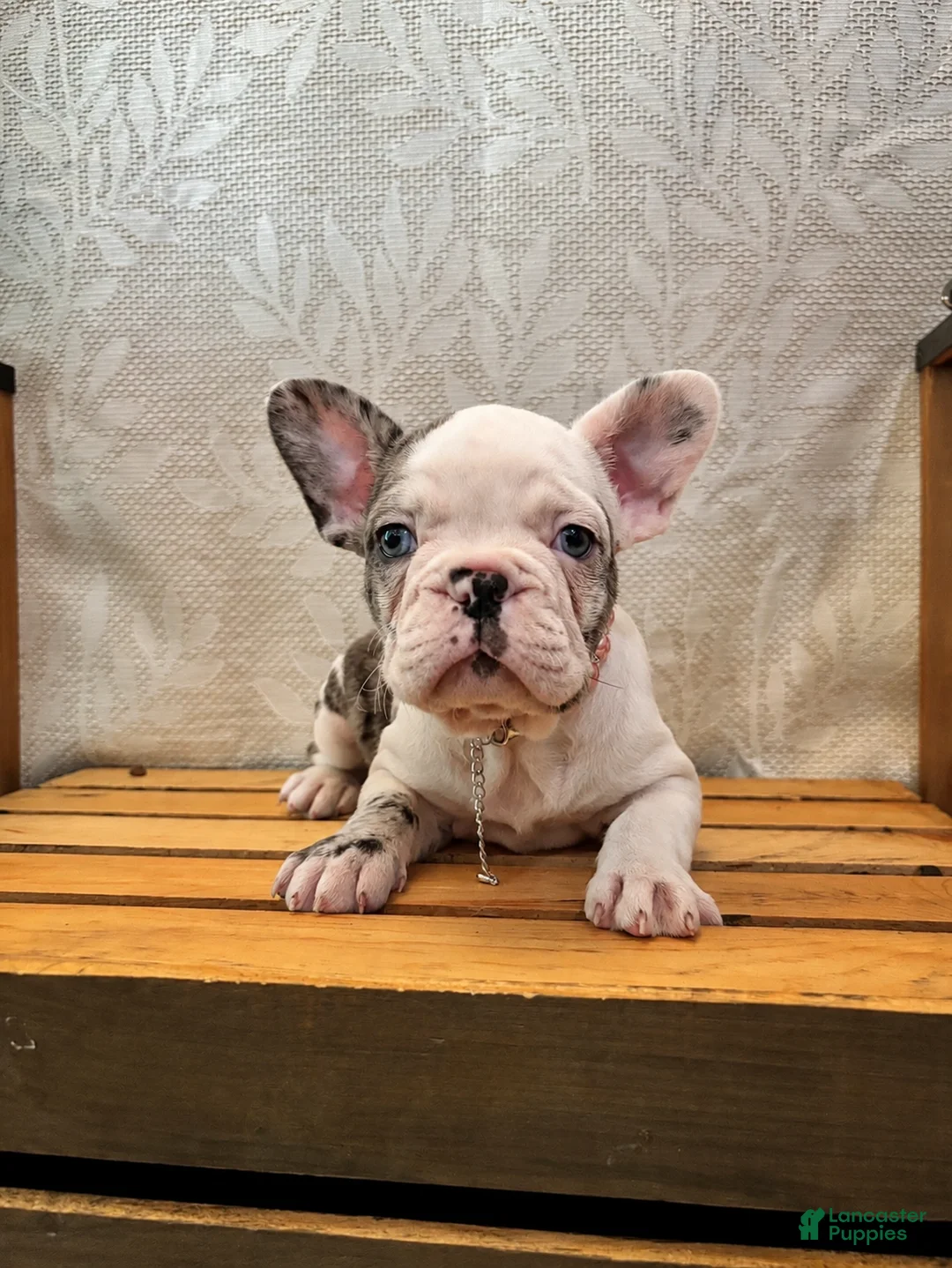 French Bulldog dogs for sale: Charlotte "Char"  - Ad 2
