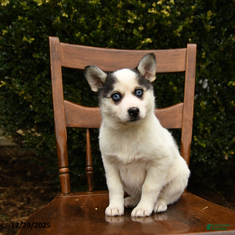 Mixed Breed dogs Opal - Ad 29