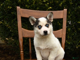 Mixed Breed dogs Opal - Ad 41