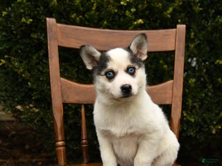 Mixed Breed dogs Opal - Ad 42