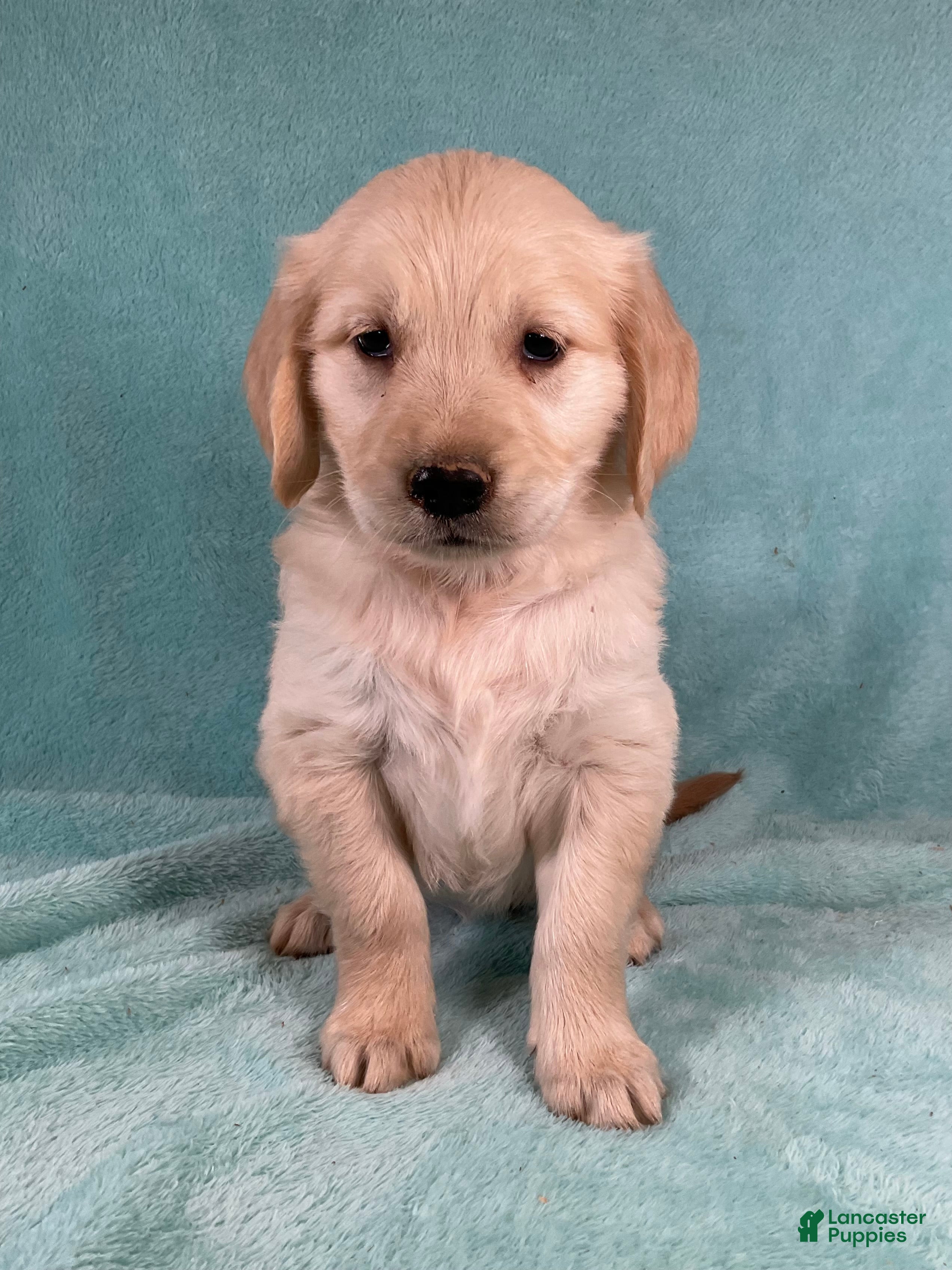 Golden Retriever dogs Daisy - Ad 2