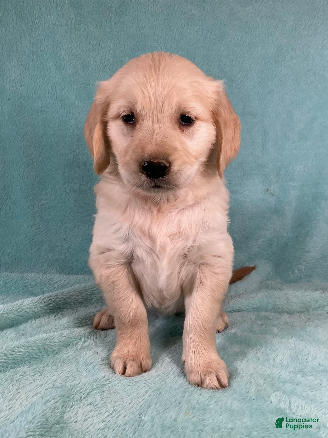 Golden Retriever dogs for sale: Daisy - Ad 2