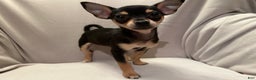 Chihuahua dogs for sale: Sadie - Ad 6