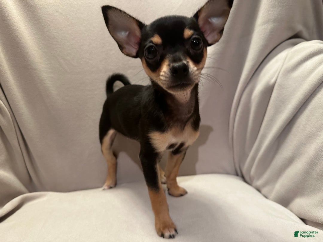 Chihuahua dogs for sale: Sadie - Ad 6
