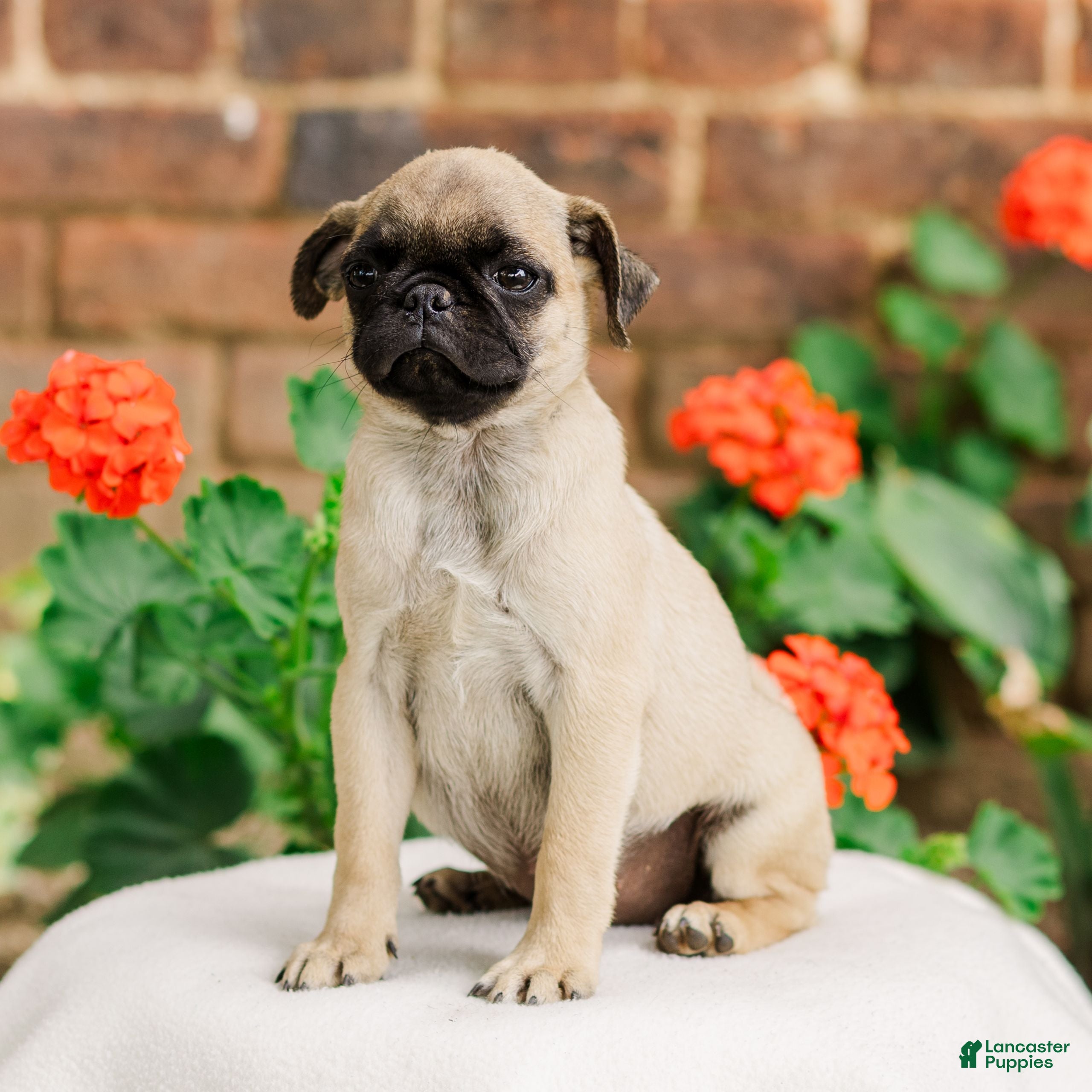 Pug dogs Sadie  - Ad 2