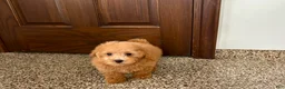 Maltipoo dogs for sale: Snickers  - Ad 4