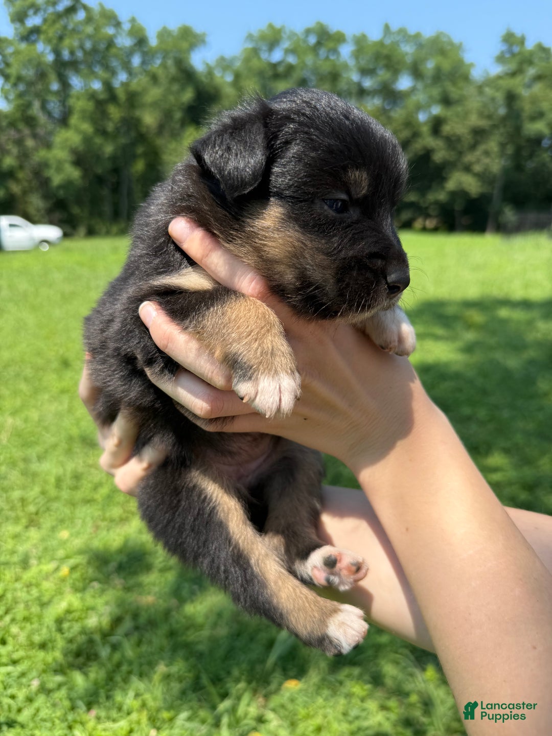 Australian Shepherd dogs for sale: Australian Shepherd Puppy 8 - Ad 5