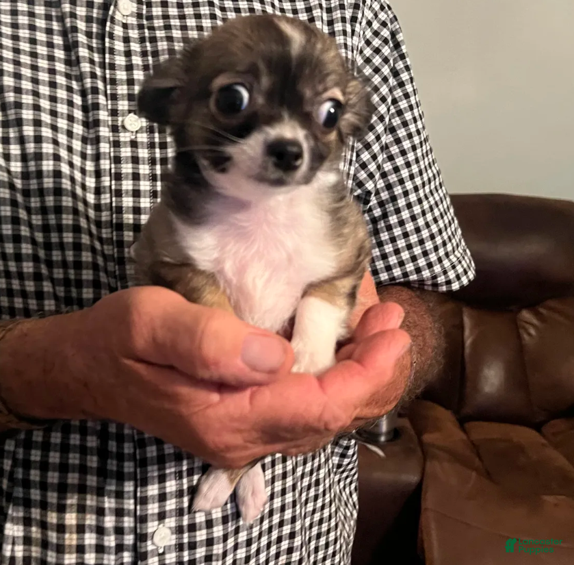 Chihuahua dogs Mandy - Ad 2