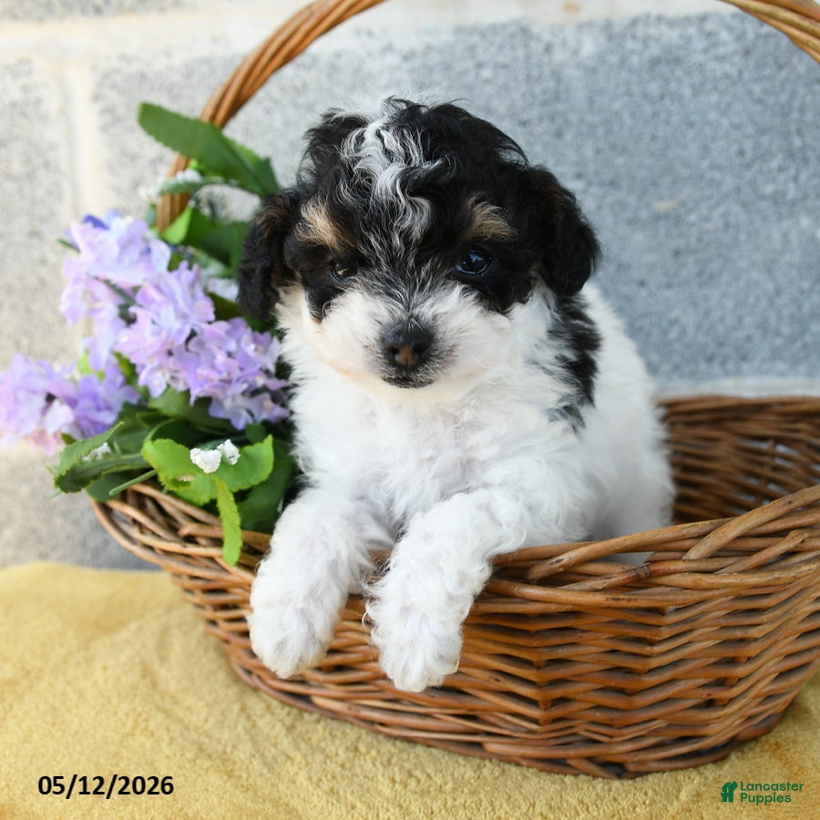 Toy Poodle dogs for sale: Maisie - Ad 2