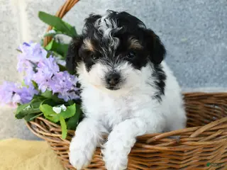 Toy Poodle dogs for sale: Maisie - Ad 2