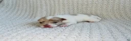 Chihuahua dogs for sale: Callie - Ad 3