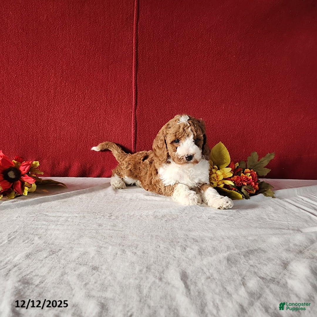 Mini Goldendoodle dogs for sale: Rosa - Ad 3