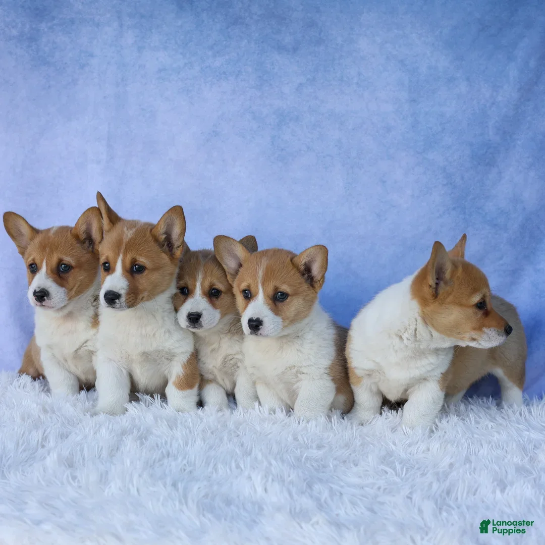Welsh Corgi Pembroke dogs for sale: Tilly - Ad 21