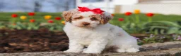 Miniature Poodle dogs for sale: Charlotte - Ad 6