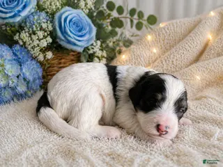 Mini Bernedoodle dogs for sale: Remy - Ad 1