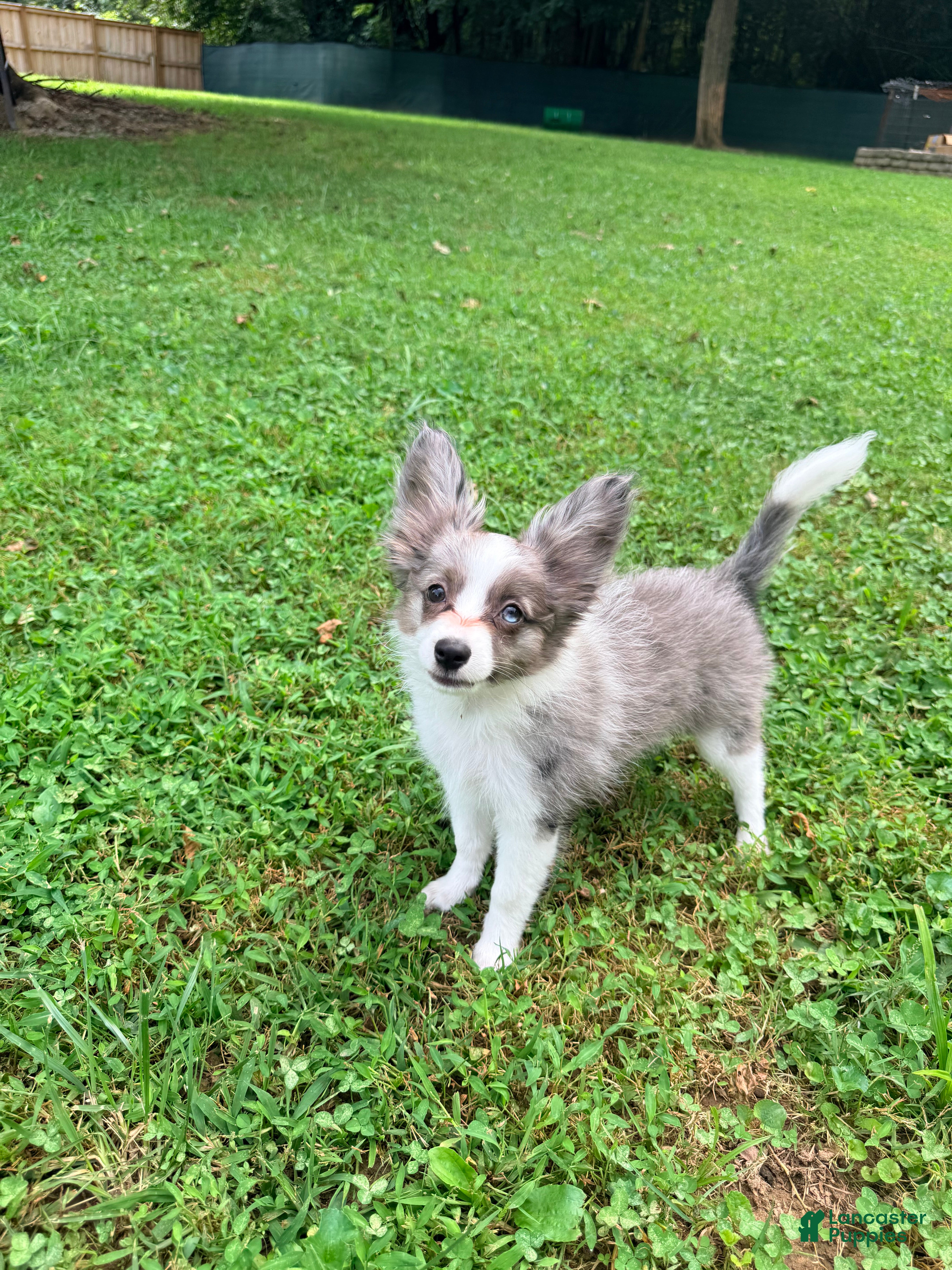 Mixed Breed dogs Skittles - Ad 2