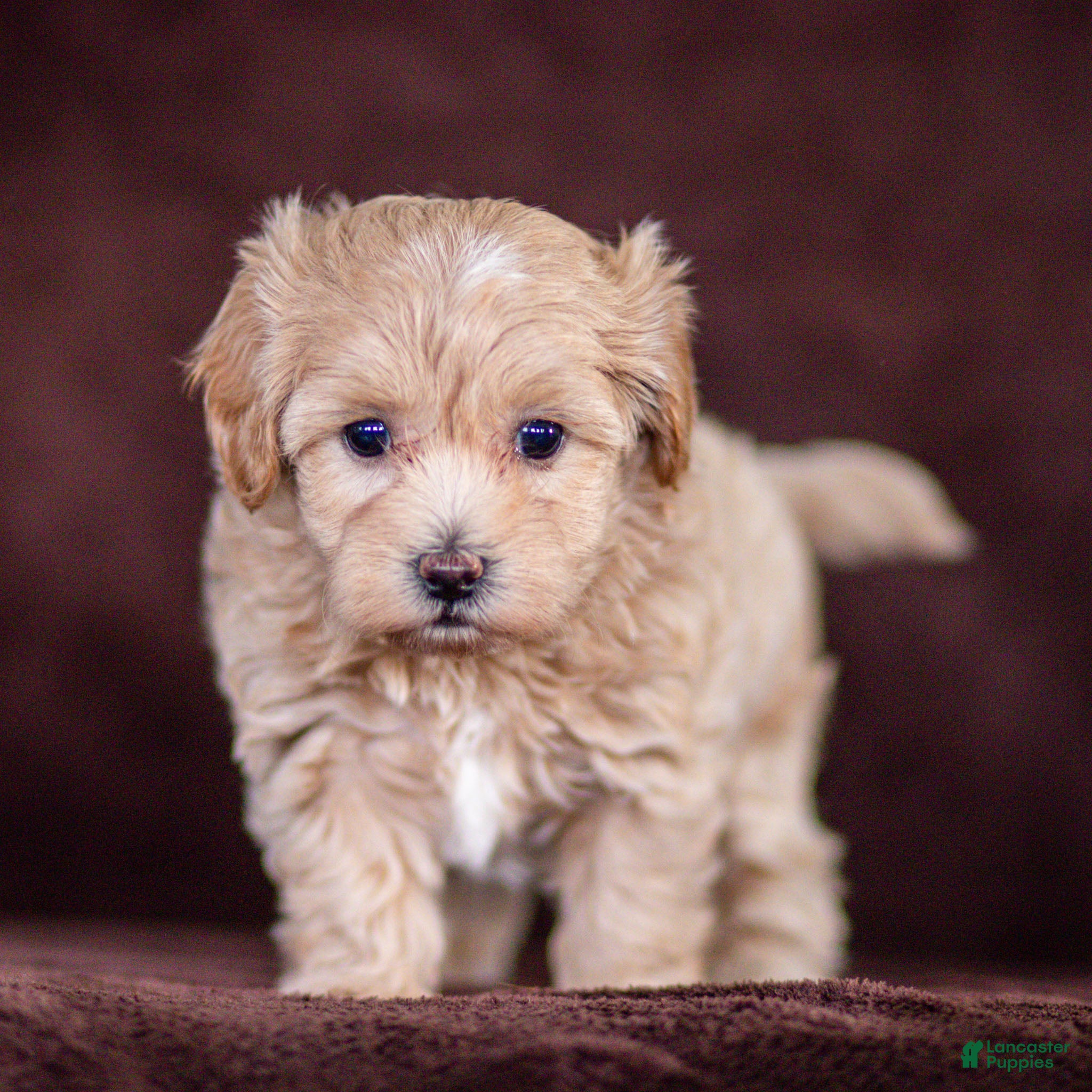 Maltipoo dogs Stella Maltipoo Puppy  - Ad 2