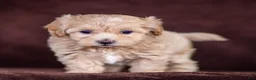 Maltipoo dogs for sale: Stella Maltipoo Puppy  - Ad 2