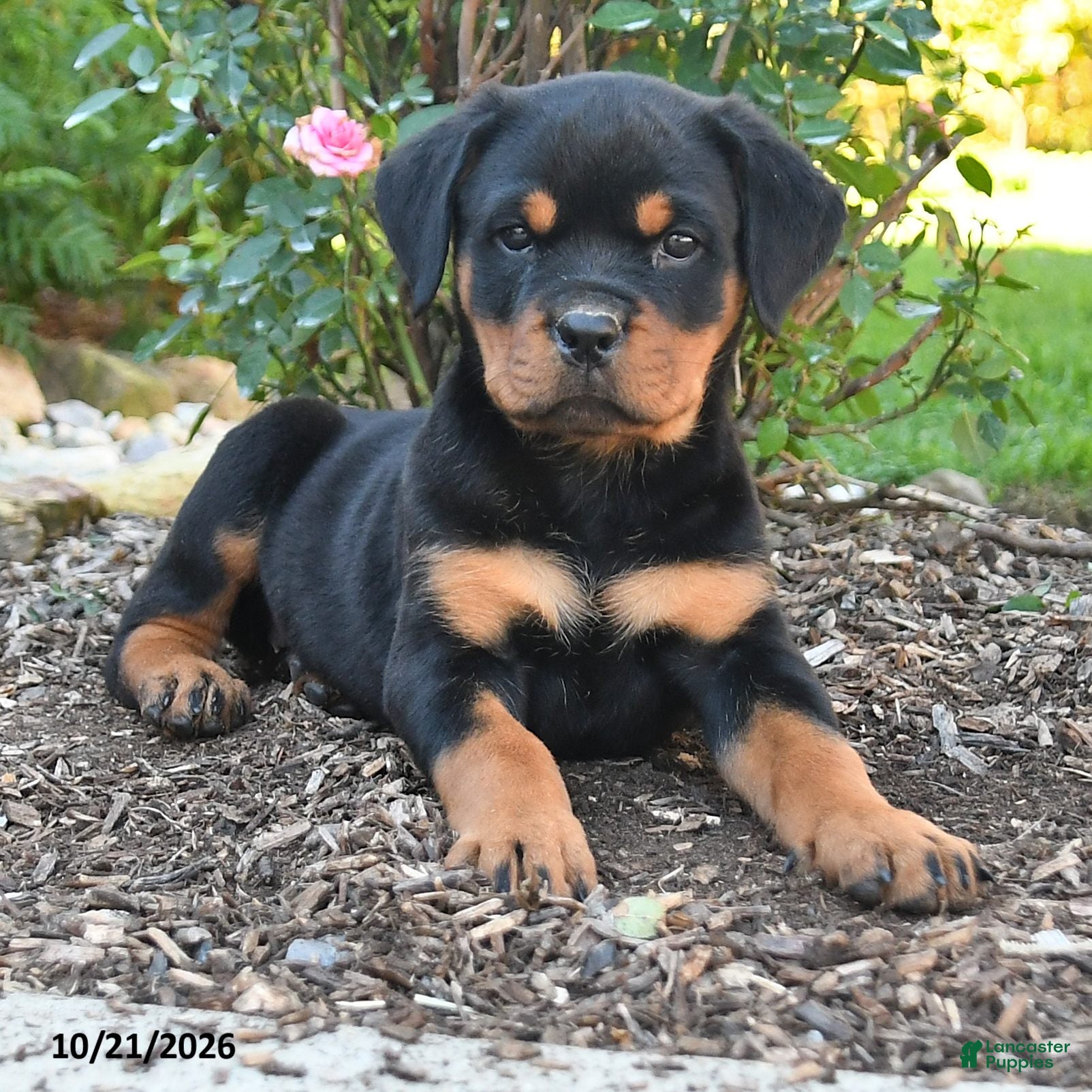 Rottweiler dogs Tessa - Ad 2