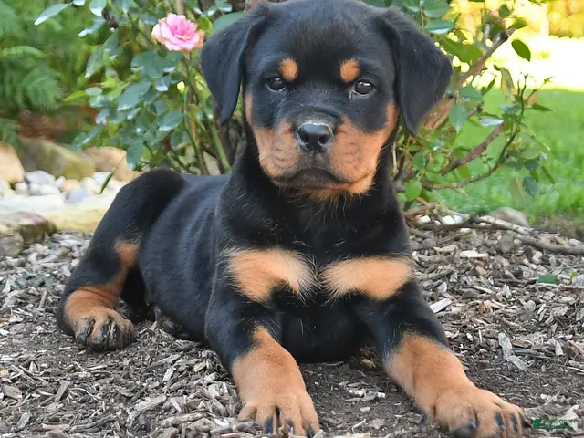 Rottweiler dogs Tessa - Ad 2