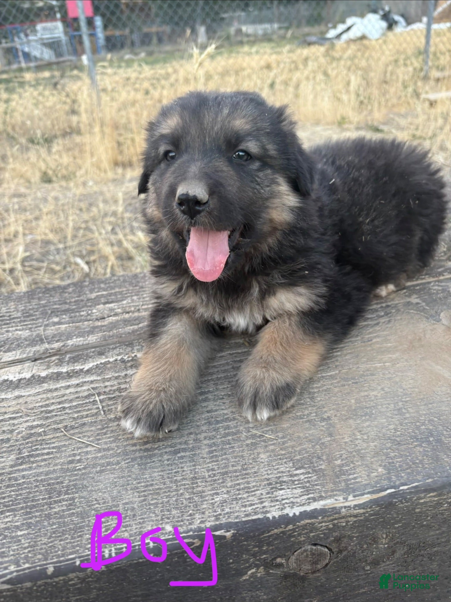 Mixed Breed dogs Mixed Breed 4 - Ad 11