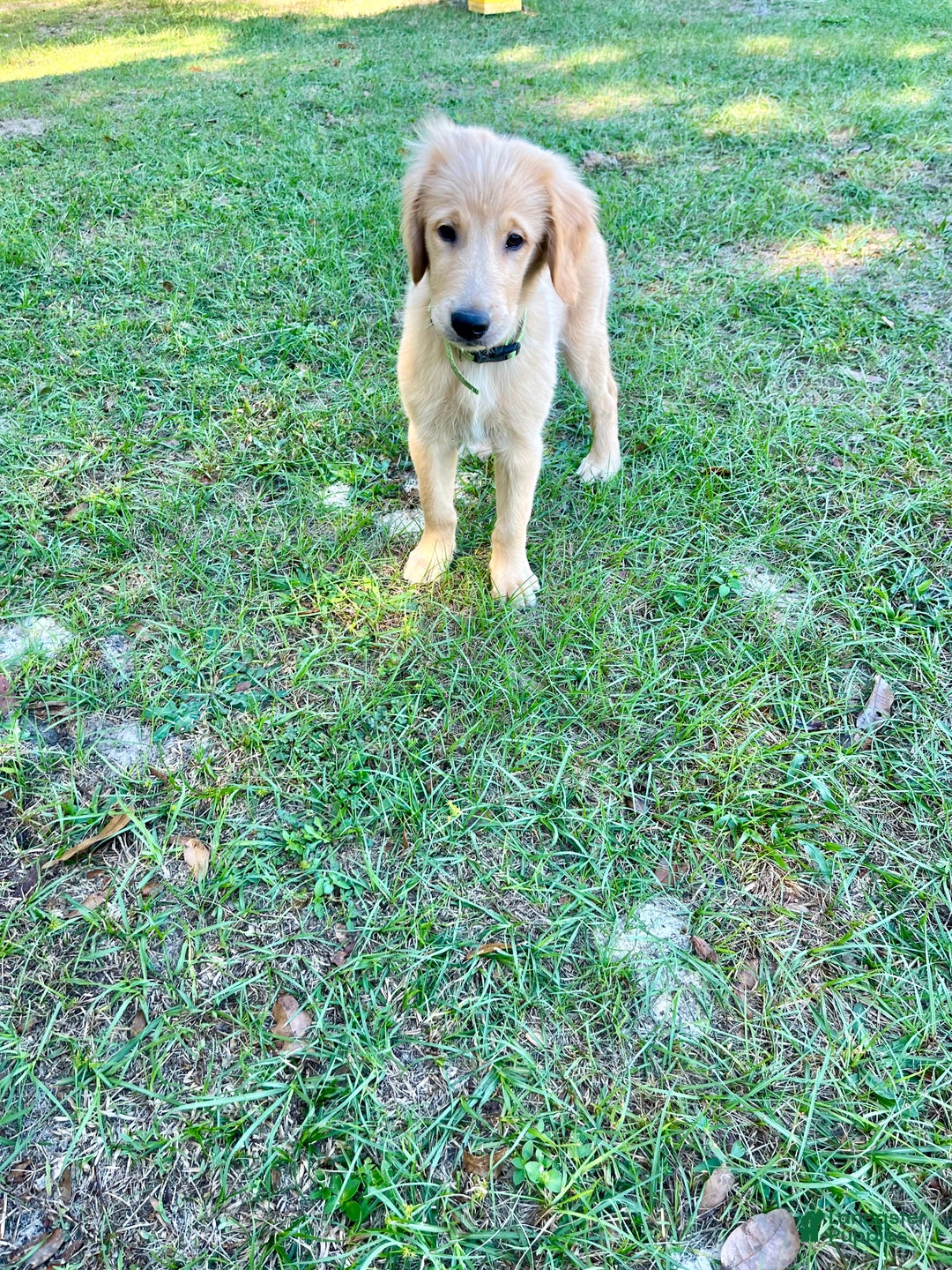 Golden Retriever dogs for sale: Golden Retriever Puppy 2 - Ad 6