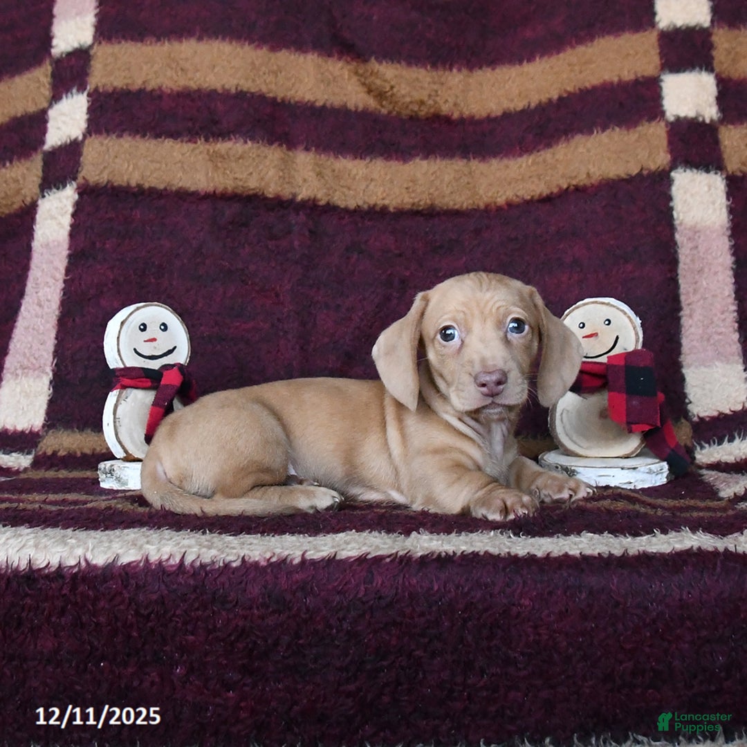 Dachshund dogs for sale: Cheddar - Ad 4