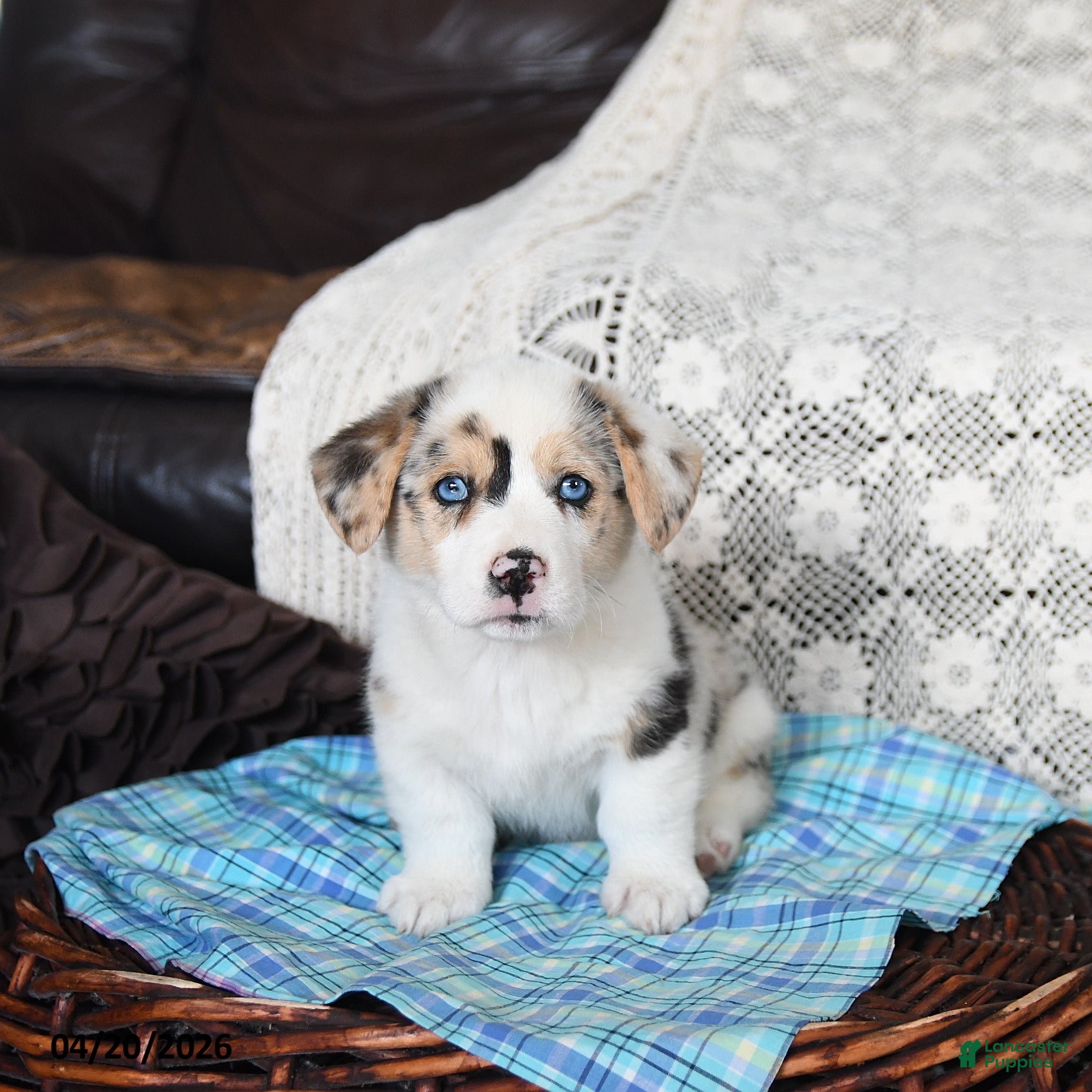 Welsh Corgi Pembroke dogs Clinton - Ad 2