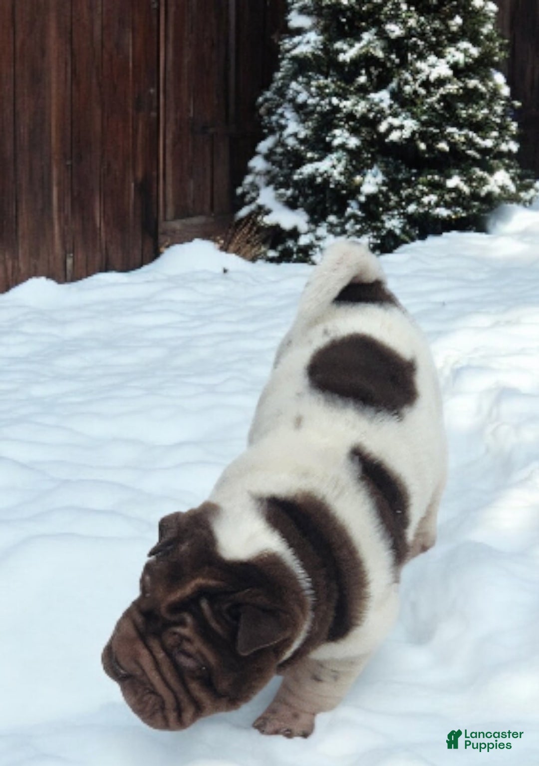 Shar Pei dogs for sale: Chucky chocolate flower mini  - Ad 15