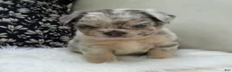 French Bulldog dogs for sale: Smokey - Ad 5