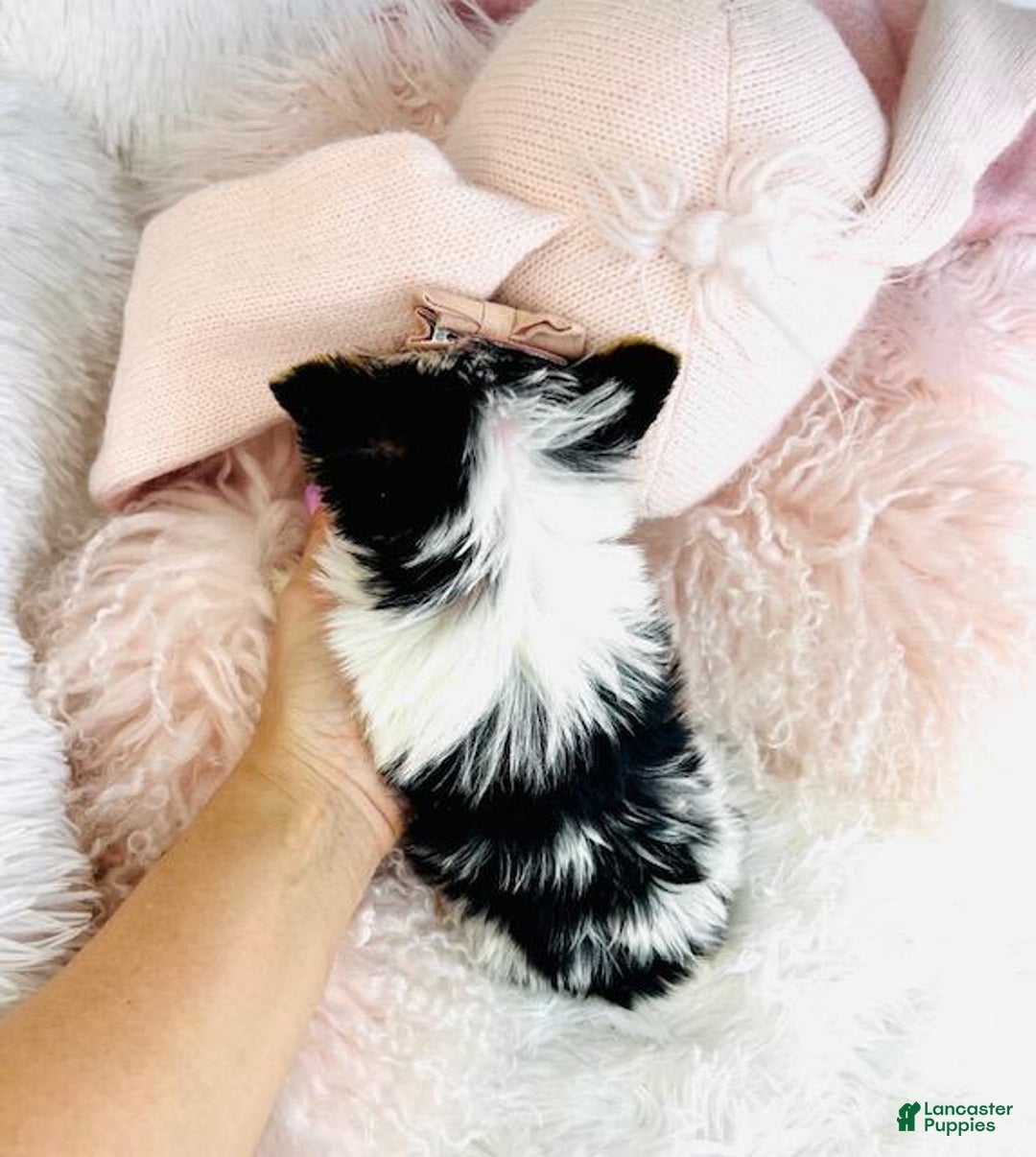 Biewer Terrier dogs for sale: Biewer Terrier Puppy 2 - Ad 3