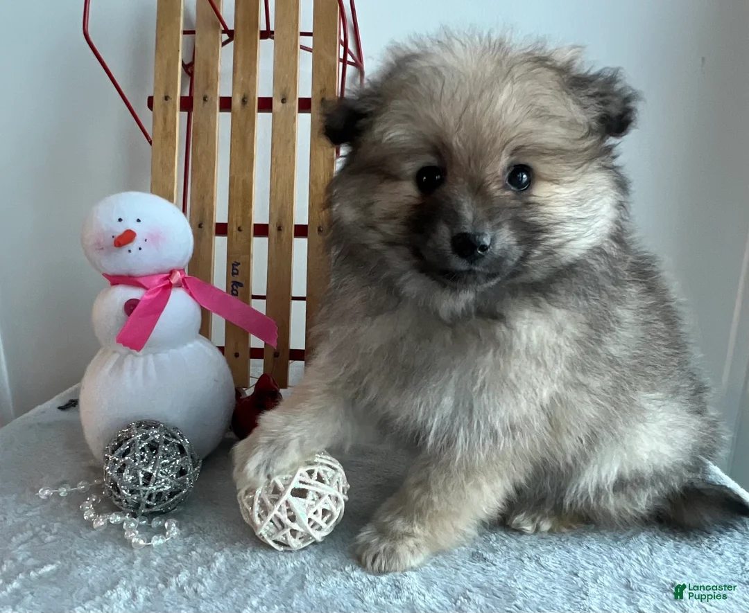 Pomeranian dogs for sale: Smoky  - Ad 1
