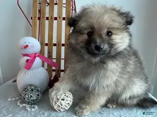 Pomeranian dogs Smoky - Ad 17